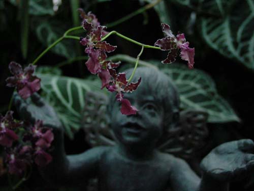 Oncidium John Germaske 'Desert Red'